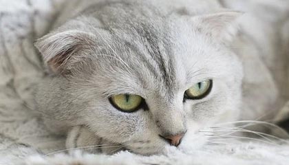 17173新游期待榜：《王者荣耀》迎十周年 IP全新作品公开